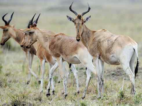 麒麟：传说的兽原型探秘（狷羚）
