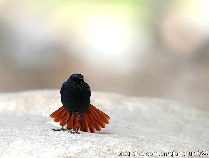 它可真能叫.十渡的红尾水鸲GG 它可真能叫.十渡的红尾水鸲GG