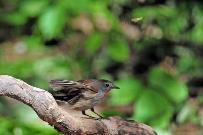 雄性红喉姬鹟（4）
