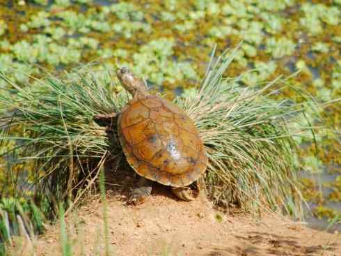 玄武：传说的兽原型探秘（侧颈龟类）