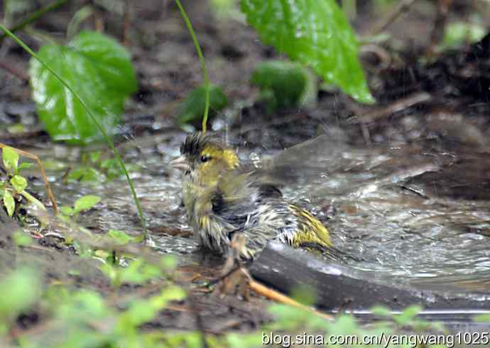 冲凉的小黄雀（2）