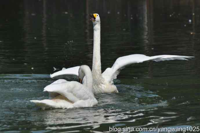 舞（天鹅之舞）