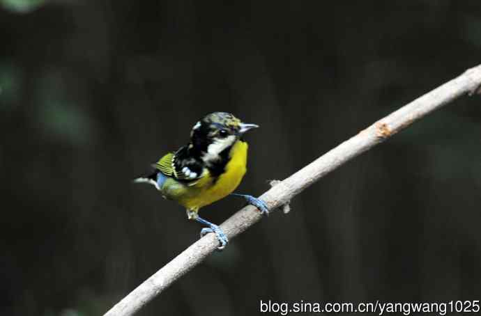 黄腹山雀(14) 黄腹山雀(14)