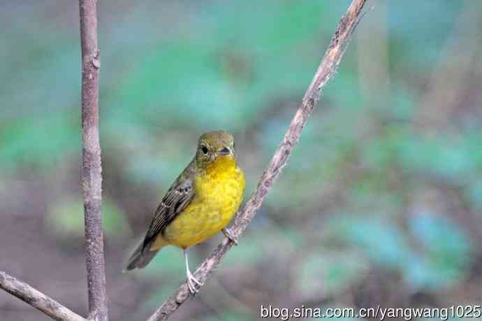 雌性绿背姬鶲(19) 雌性绿背姬鶲(19)