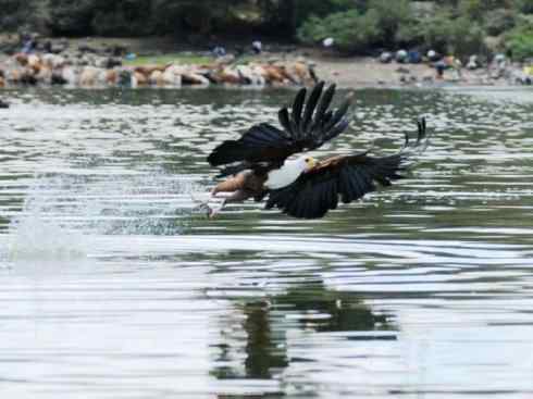 白头鸟系列：另类的美丽（吼海雕）