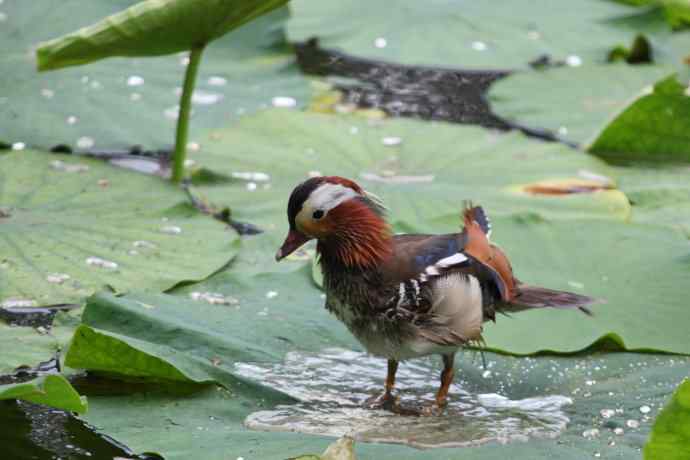 摄鸟拾趣（三） wbr鸳鸯2012.06