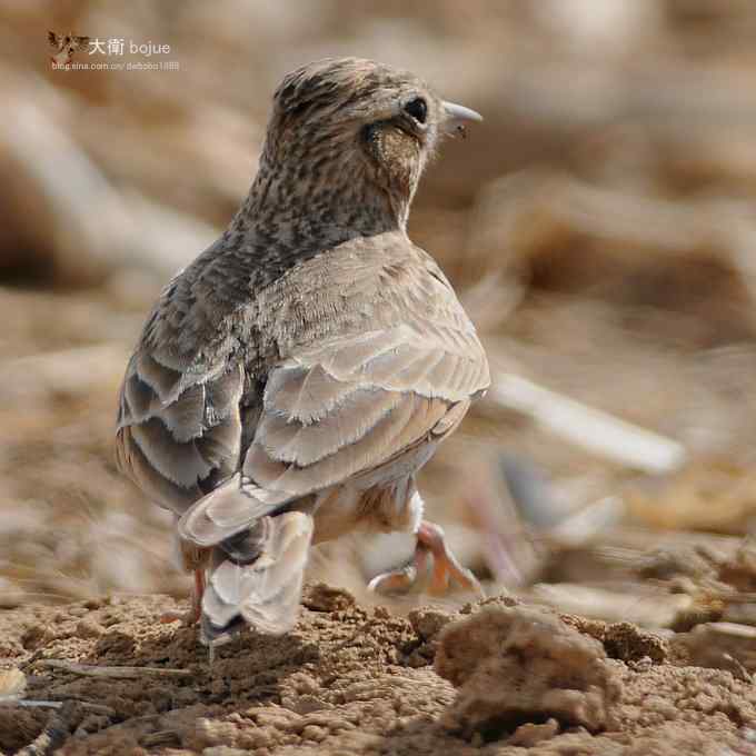 寻大鸨 wbr三百里加急走密城 寻大鸨 wbr三百里加急走密城