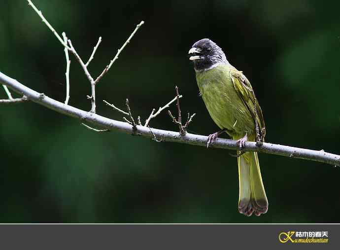 领雀嘴鹎【照片】