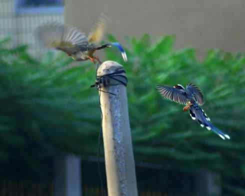 红嘴蓝鹊（组图，9张图片）