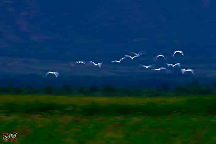 官厅水库拍鸟——白鹭