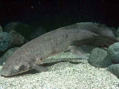 鱼类活化石:澳洲肺鱼 鱼类活化石:澳洲肺鱼