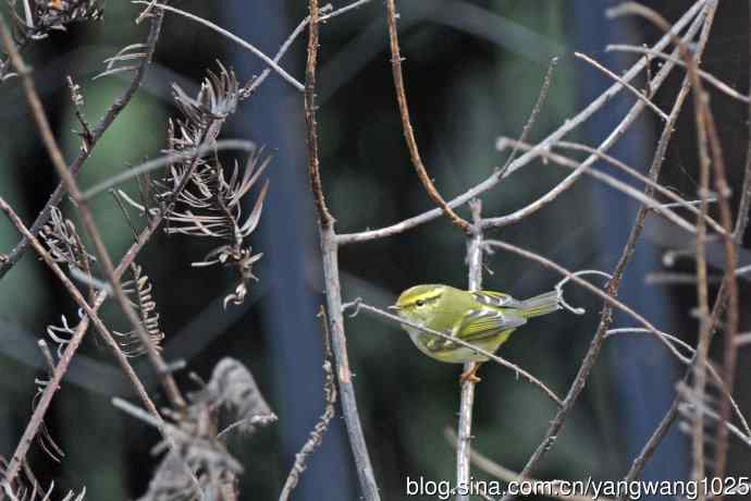 杂片（黄腹山雀、暗绿绣眼鸟、雌性红胁蓝尾鸲、黄腰柳莺）