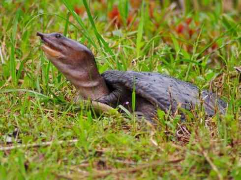 玄武：传说的兽原型探秘（鳖）