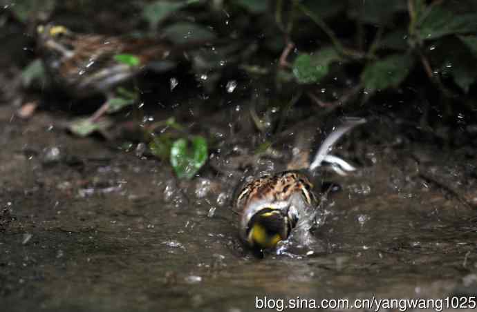 雄性黄喉鹀（5）