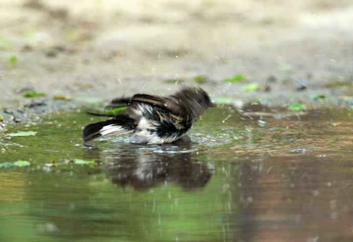 浴(红喉姬鹟) 浴(红喉姬鹟)