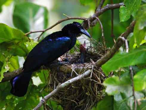 美丽无罪：雀鸟之极乐鸟