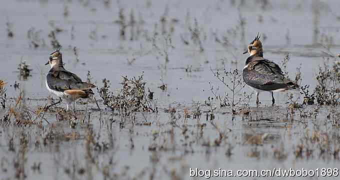 飞翔的凤头麦鸡