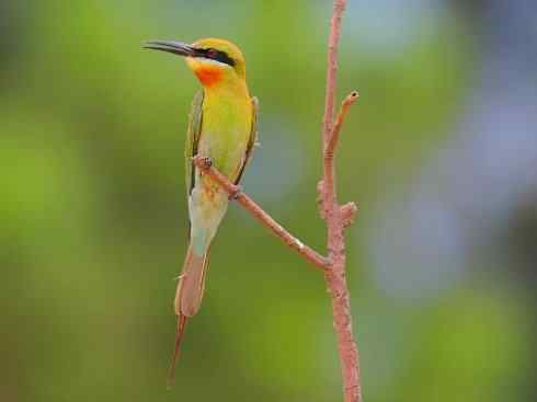 绝色攀禽：佛法僧目之蜂虎3