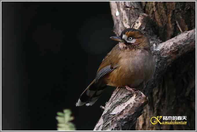 今年冬天的鸟儿有点少【照片】 今年冬天的鸟儿有点少【照片】