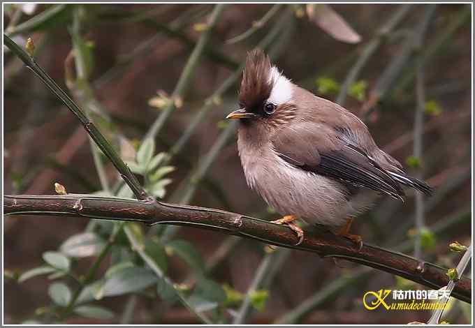 小鸟白领凤鹛【照片】
