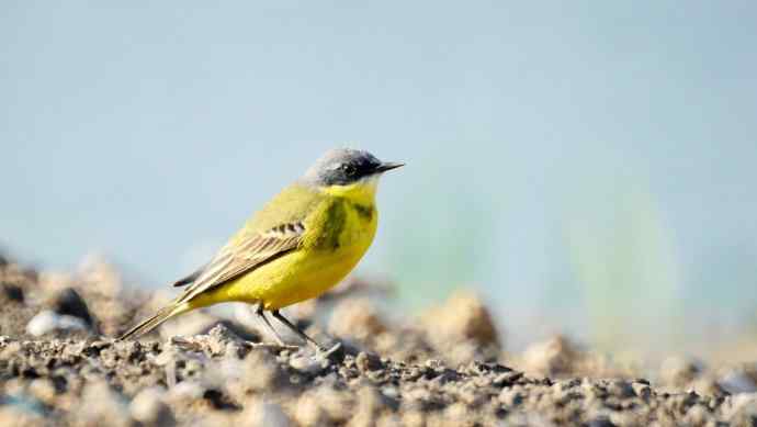 头一次打鸟就遇见了黄鹡鸰 头一次打鸟就遇见了黄鹡鸰