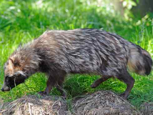 犬科:犬亚科犬属之貉 犬科:犬亚科犬属之貉