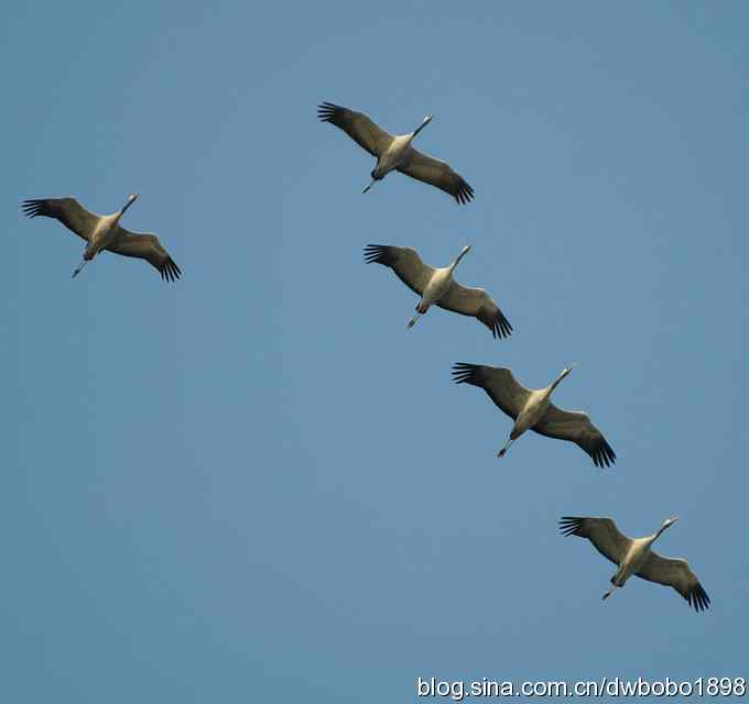 云天鹤影 醉舞冬阳