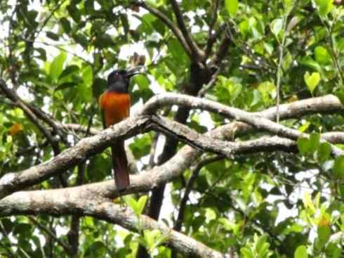 绝色攀禽:佛法僧目之蜂虎 绝色攀禽:佛法僧目之蜂虎