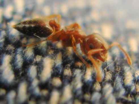 十大喜食蜂蜜动物:法老蚁 十大喜食蜂蜜动物:法老蚁