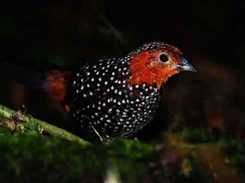 美丽无罪：雀鸟之欣赏2