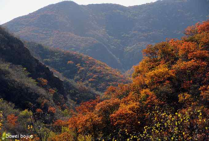 永定河湿地观鸟秋游