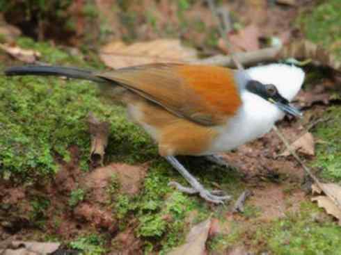 家禽驯化之源之十六