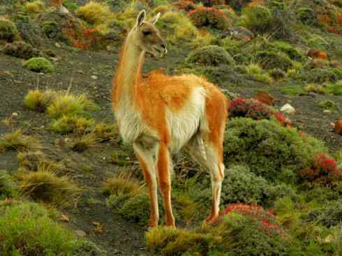 麒麟：传说的兽原型探秘（叉角羚）