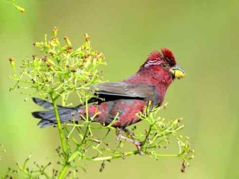 极品红色鸟类：酒红朱雀