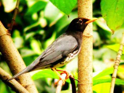 美丽无罪:雀鸟之矶鸫 美丽无罪:雀鸟之矶鸫