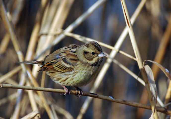 雌性灰头鹀（3）