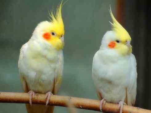 极品红色鸟类：红色吸蜜鹦鹉