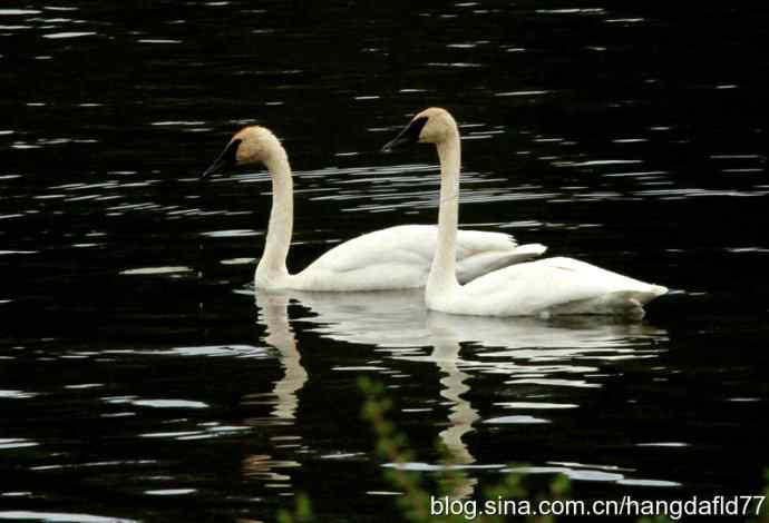 黑嘴天鹅 黑嘴天鹅