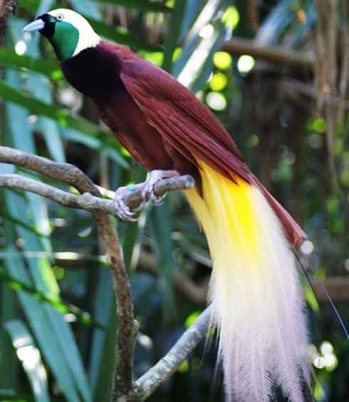 美丽无罪：雀鸟之极乐鸟