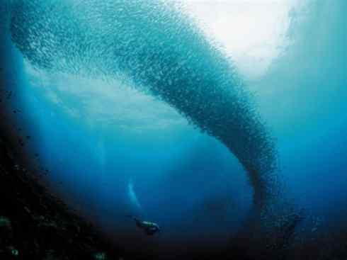 自然奇观:动物大迁徙(沙丁鱼) 自然奇观:动物大迁徙(沙丁鱼)