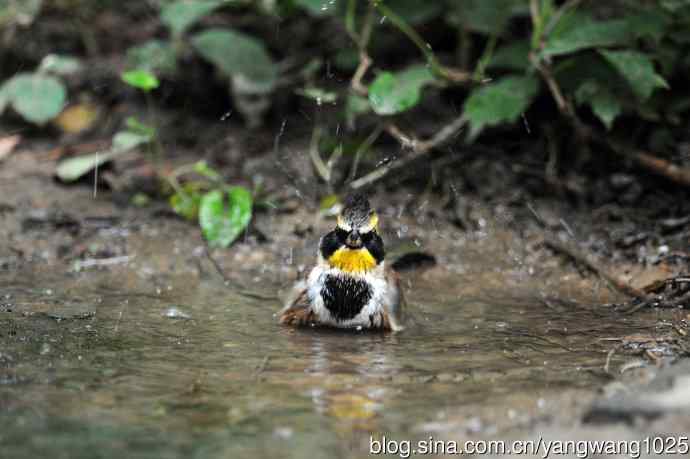 雄性黄喉鹀（5）