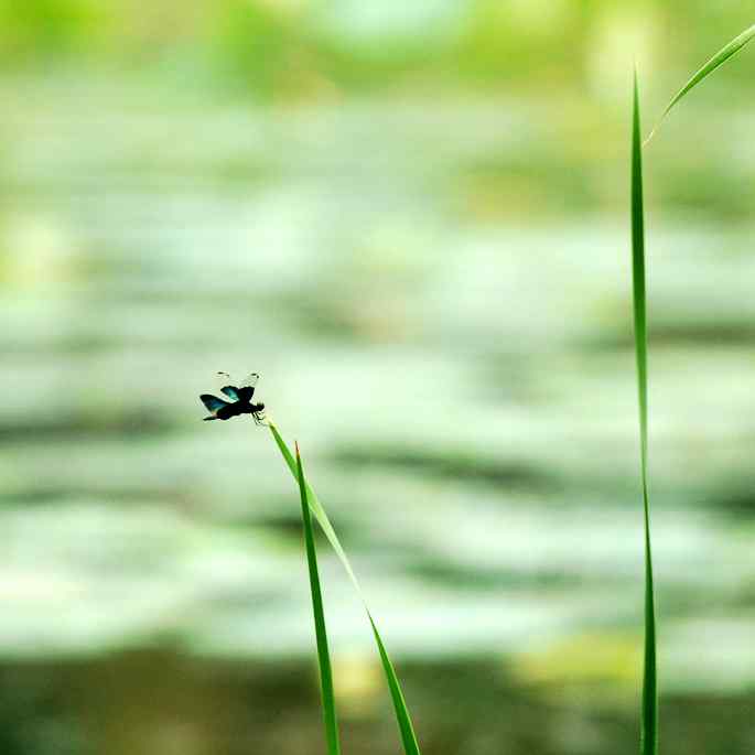 圆明园&nbsp;wbr路&nbsp;wbr黑丽翅蜻鈥斺敽商裂蘧