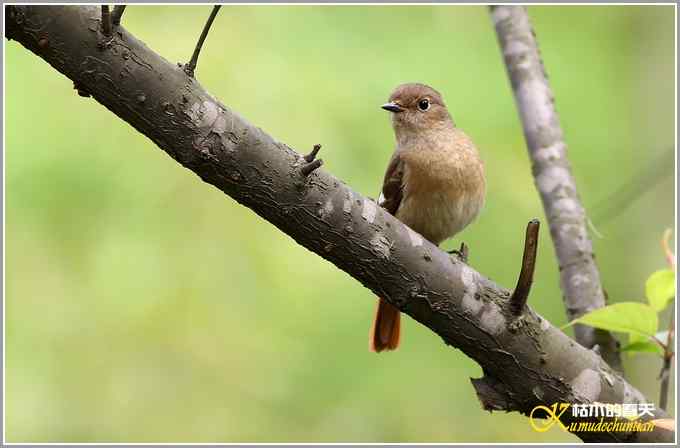北红尾鸲MM【照片】