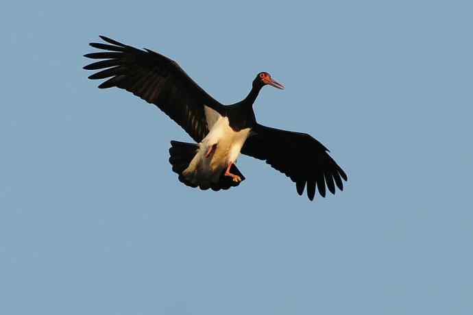 黑鹳空降--贺鈥湻肾桠澓侥钙鸾党晒