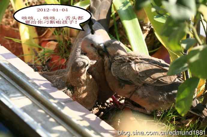 珠颈斑鸠育儿记