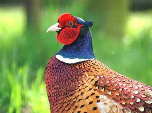 凤凰：传说的鸟原型探秘（雉鸡）