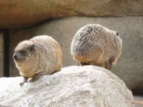 动物世界：山寨还是原创之十