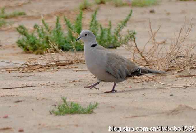 灰斑鸠踩蛋 wbr须浮鸥育雏