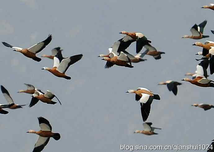 空中盘旋.赤麻鸭白天鹅(官厅水库)