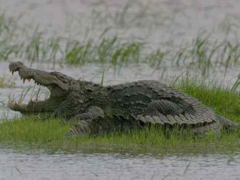 龙：传说的兽原型探秘（鳄类）